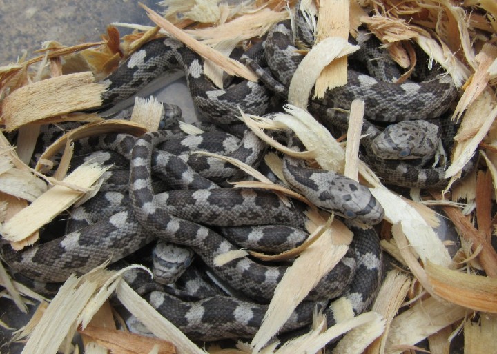 Gray Rat Snakes